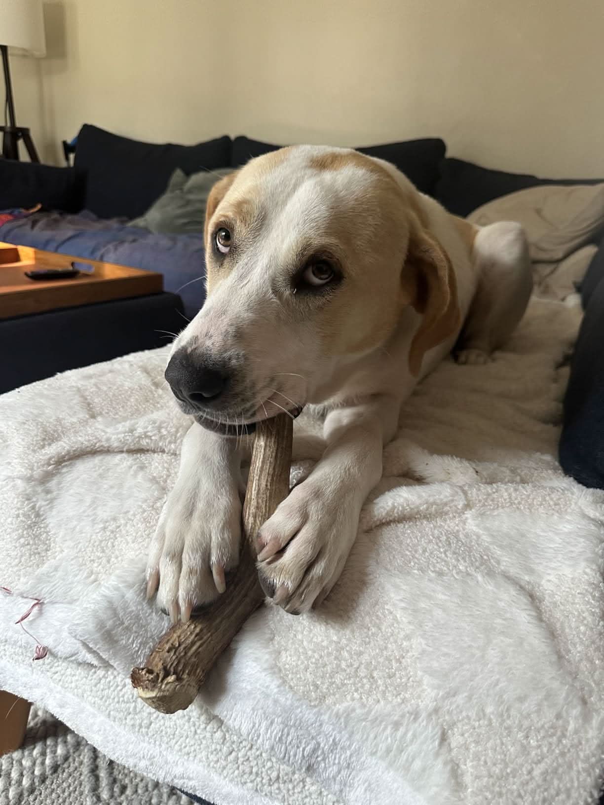 Elk Antler Chew - Large (Dogs 45-65 lbs)